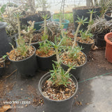 Dorstenia gigas bullata - BotanicalCollector