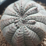 Crested Euphorbia obesa 35 - BotanicalCollector