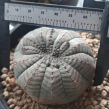 Crested Euphorbia obesa 35 - BotanicalCollector