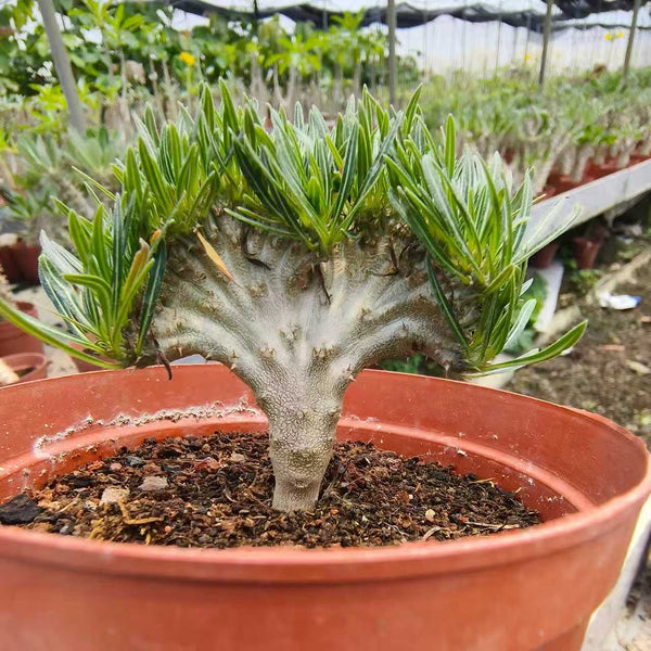 Crested Pachypodium rosulatum var. gracilius - BotanicalCollector