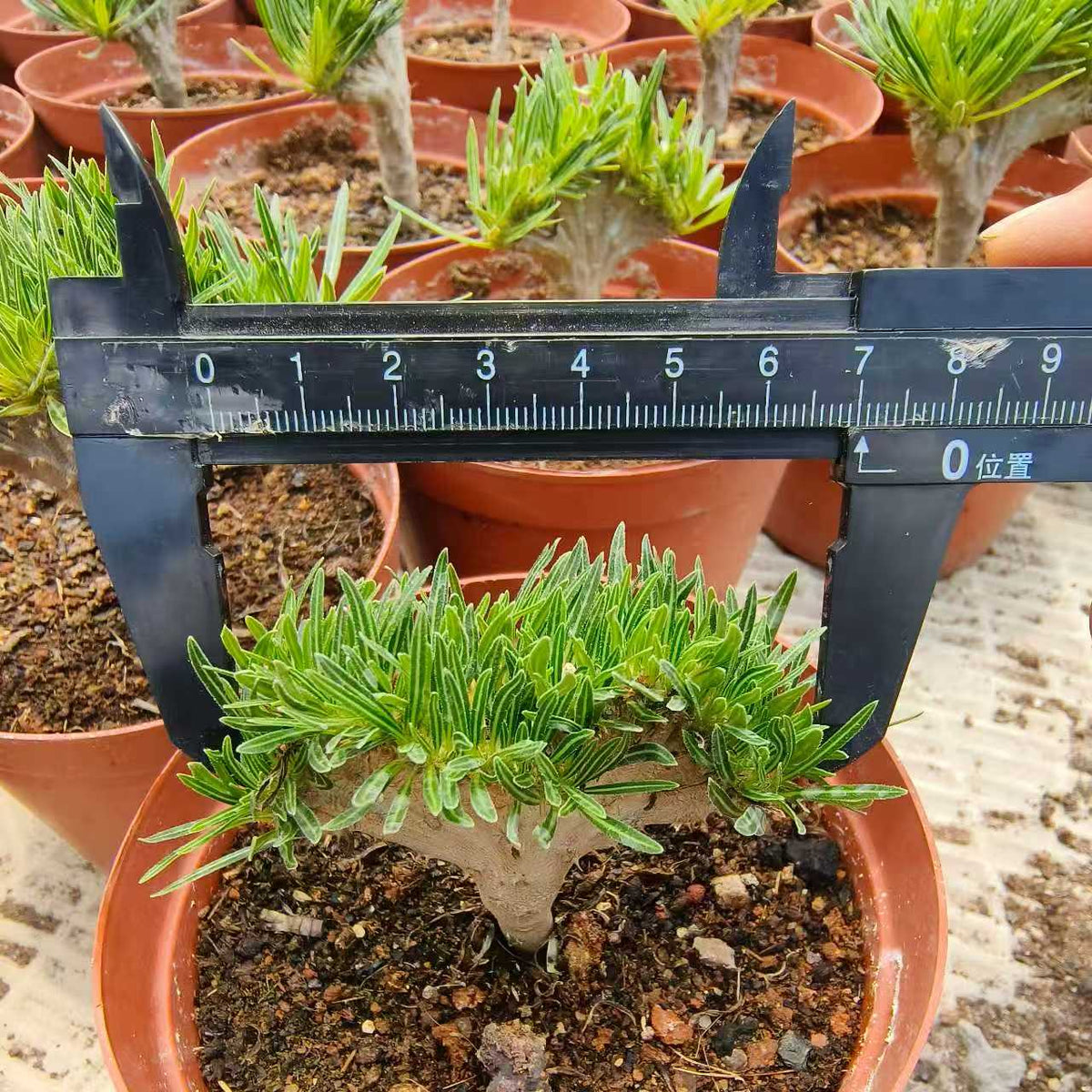 Crested Pachypodium rosulatum var. gracilius - BotanicalCollector