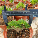 Crested Pachypodium rosulatum var. gracilius - BotanicalCollector