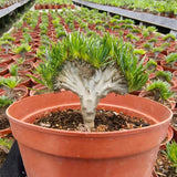 Crested Pachypodium rosulatum var. gracilius - BotanicalCollector