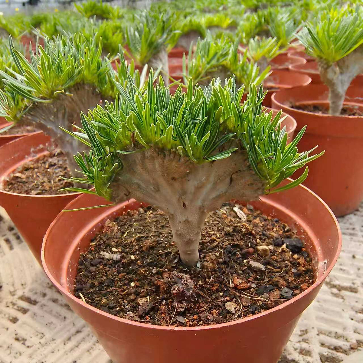 Crested Pachypodium rosulatum var. gracilius - BotanicalCollector