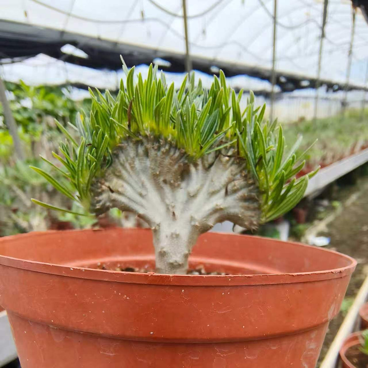 Crested Pachypodium rosulatum var. gracilius - BotanicalCollector