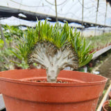 Crested Pachypodium rosulatum var. gracilius - BotanicalCollector