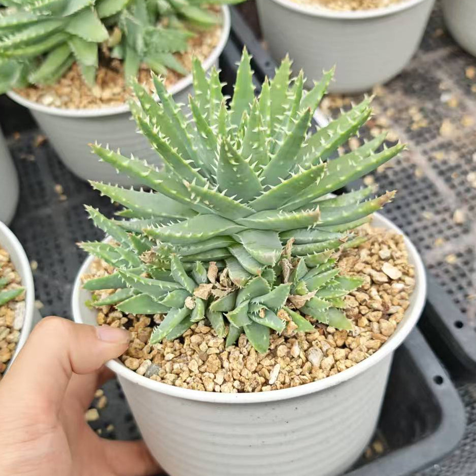 Aloe brevifolia