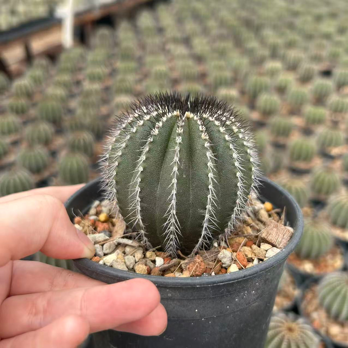 Uebelmannia pectinifera — Same Size Shipped, W6.5cm, Offset