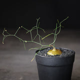 Drimia intricata Seeds — Drimia — 2026 seed listing — 1 Seed — image 2: plant specimen shown as a reference for this seed listing