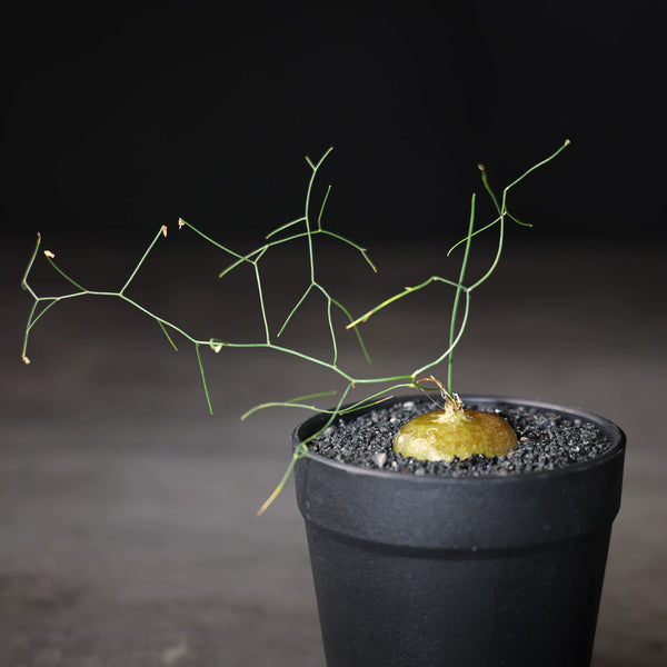 Drimia intricata Seeds — Drimia — 2026 seed listing — 1 Seed — image 2: plant specimen shown as a reference for this seed listing