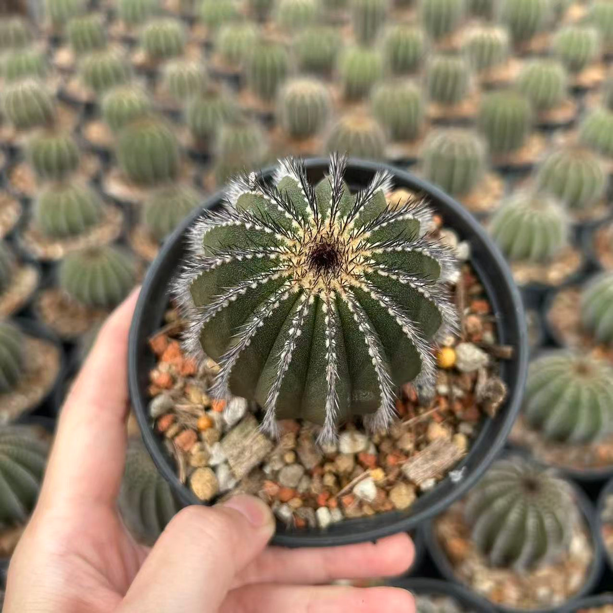Uebelmannia pectinifera — Same Size Shipped, W6.5cm, Offset