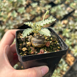 Dorstenia horwoodii - BotanicalCollector