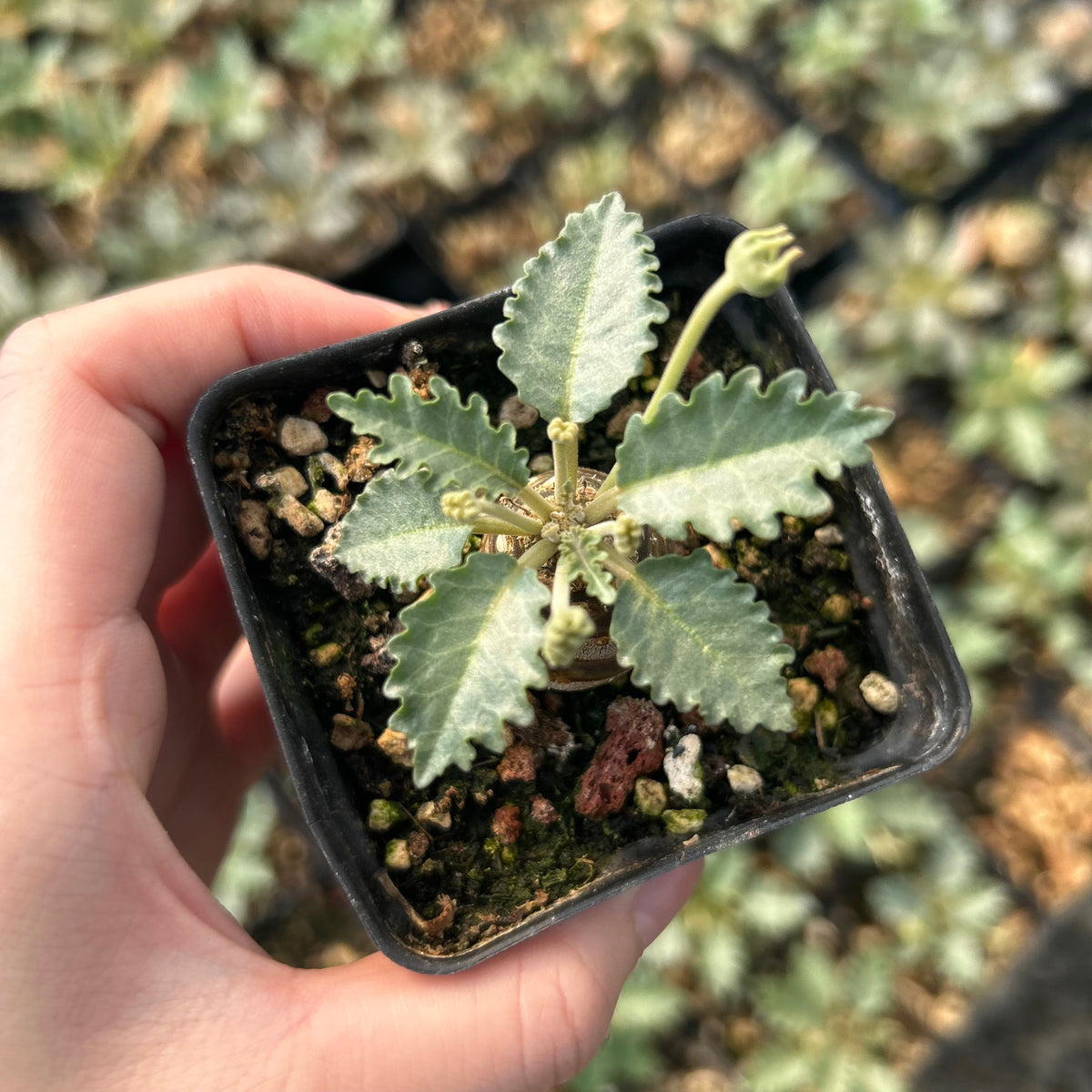 Dorstenia horwoodii - BotanicalCollector