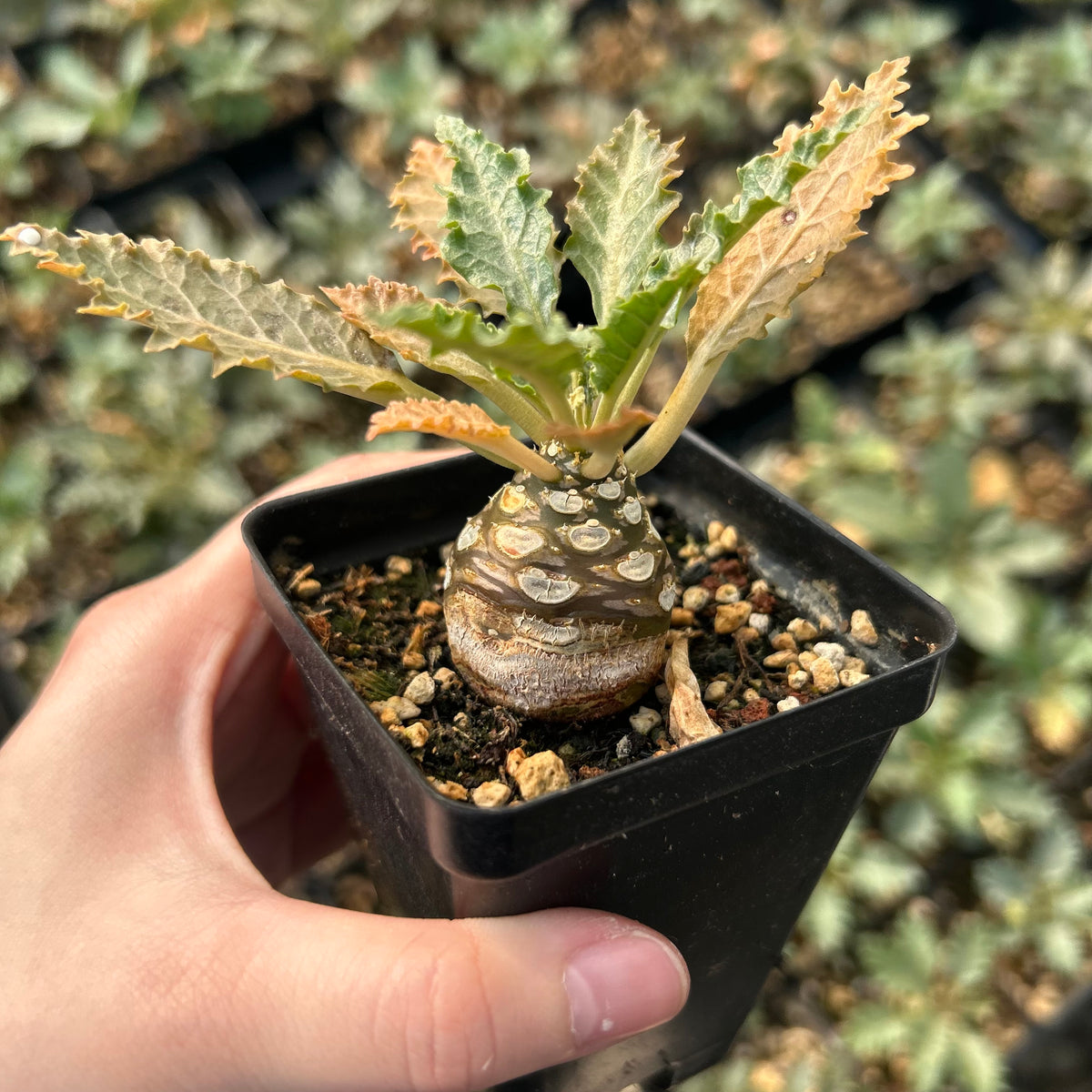 Dorstenia horwoodii - BotanicalCollector