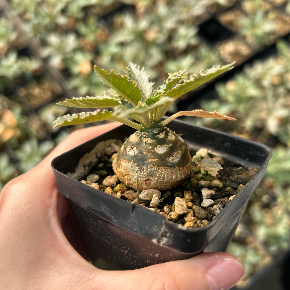 Dorstenia horwoodii - BotanicalCollector