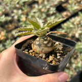 Dorstenia horwoodii - BotanicalCollector