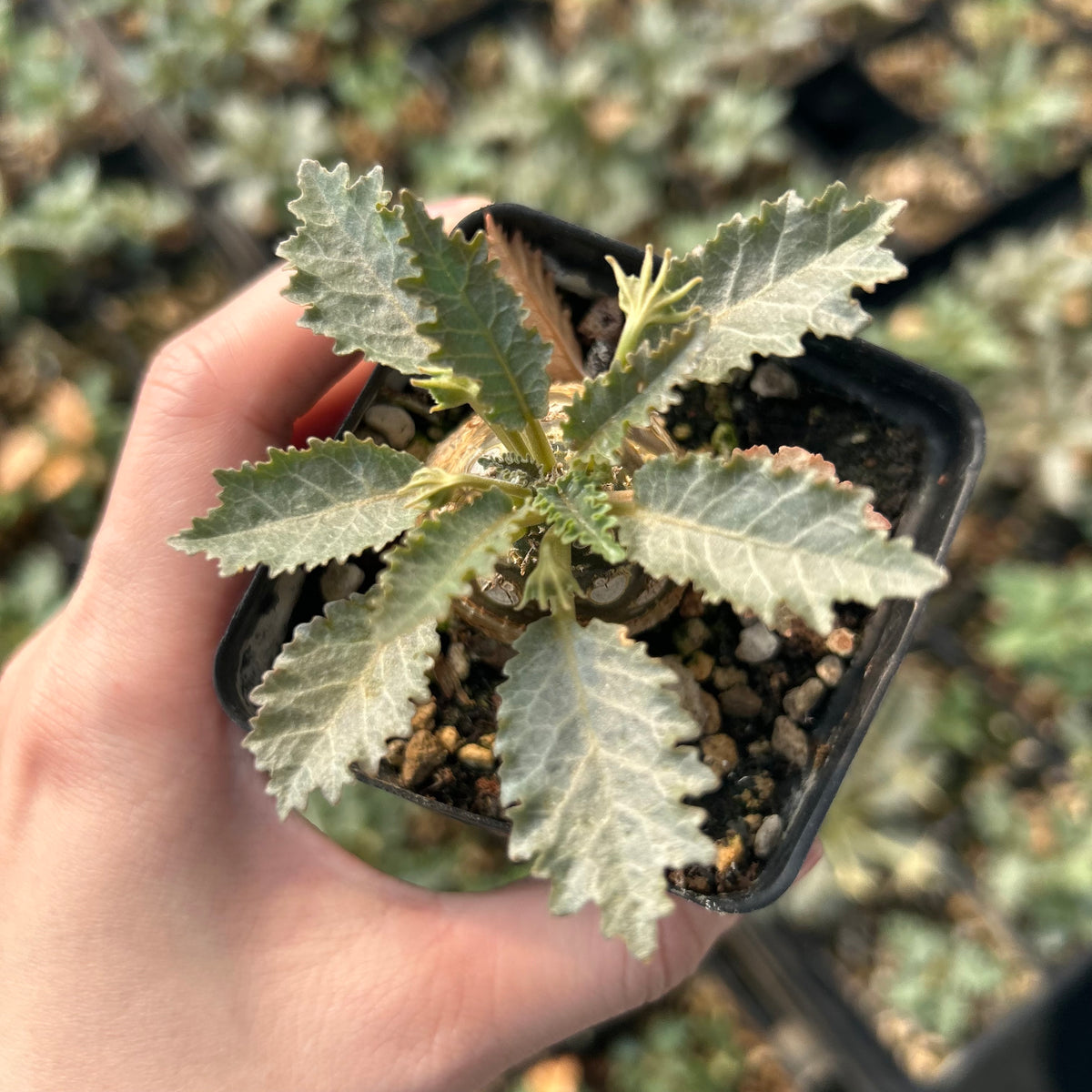 Dorstenia horwoodii - BotanicalCollector