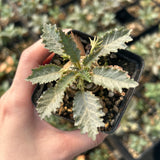 Dorstenia horwoodii - BotanicalCollector