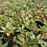 Dorstenia horwoodii - BotanicalCollector
