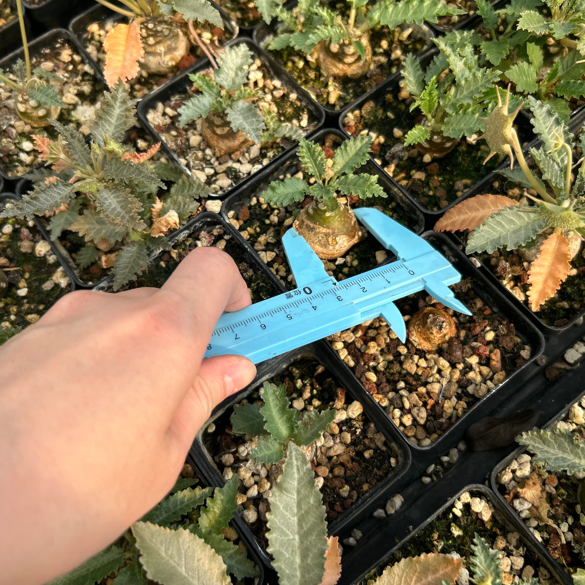 Dorstenia horwoodii - BotanicalCollector