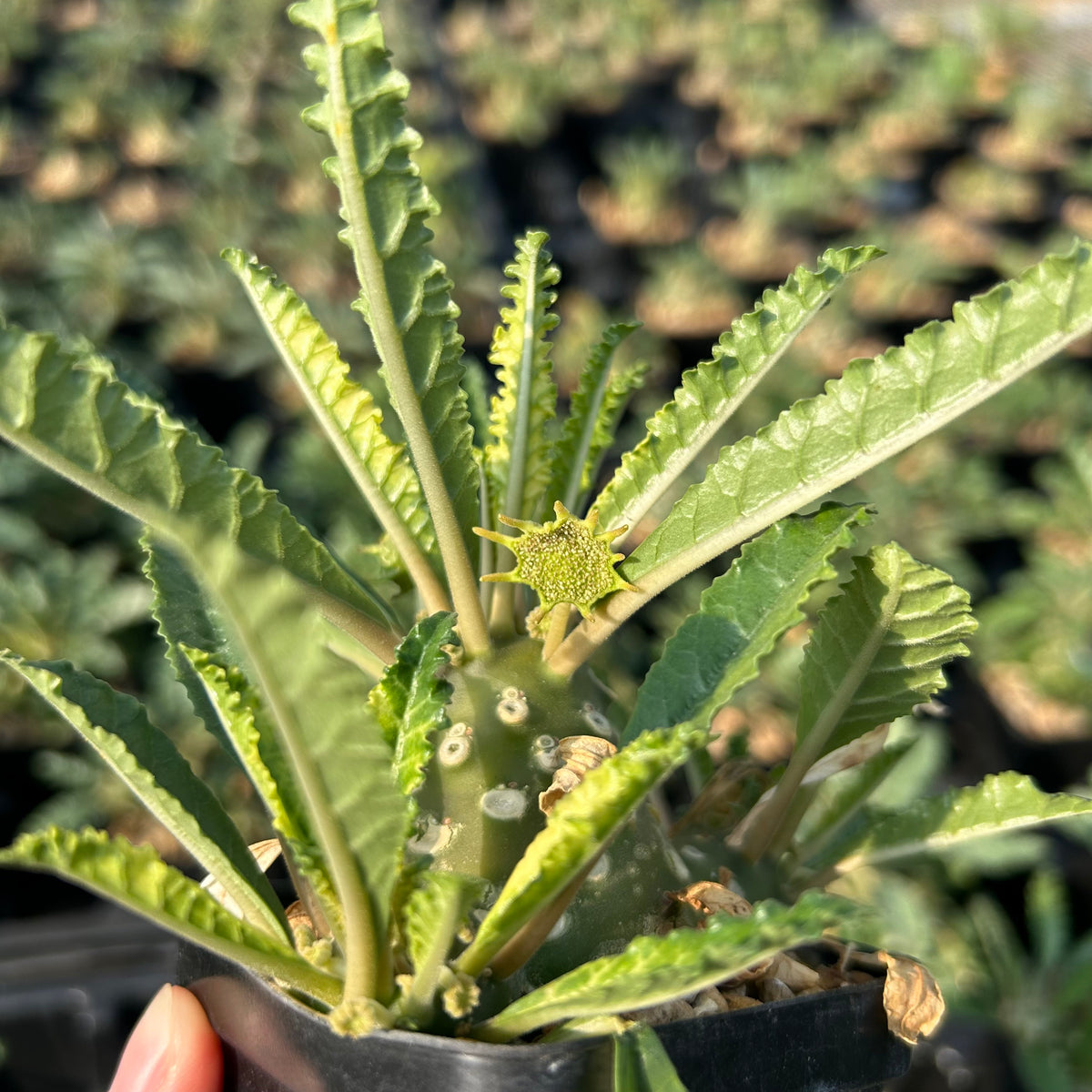 Dorstenia lavrani-Dorstenia-H3-5cm-image-5