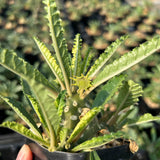 Dorstenia lavrani-Dorstenia-H3-5cm-image-5