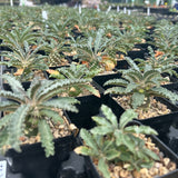 Dorstenia lavrani-Dorstenia-H3-5cm-image-6