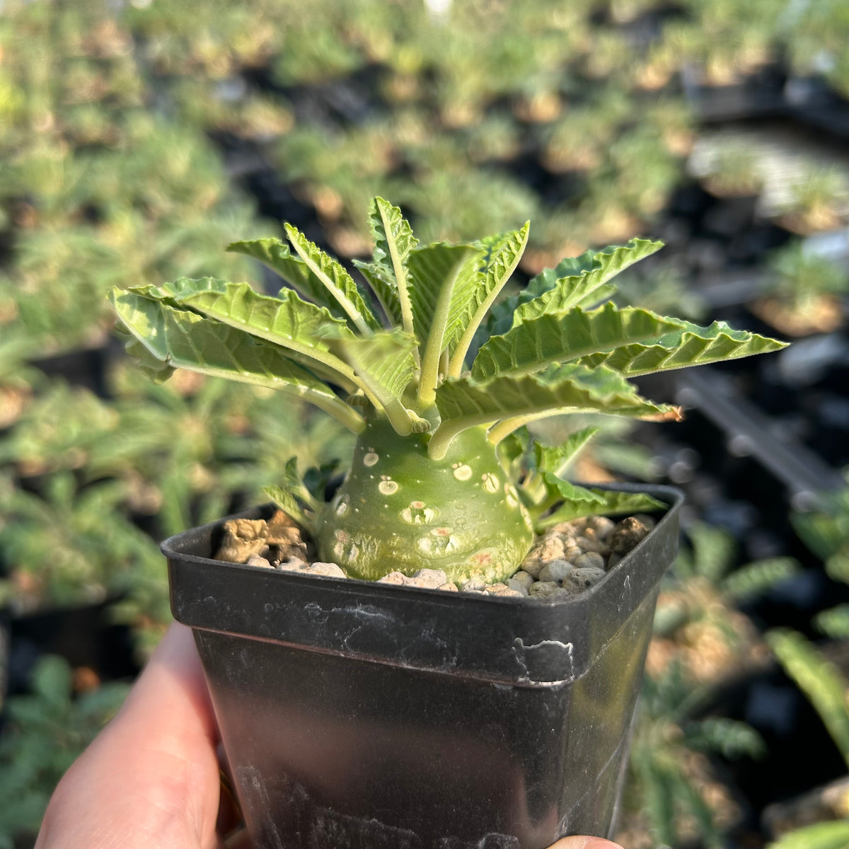Dorstenia lavrani-Dorstenia-H3-5cm-image-2