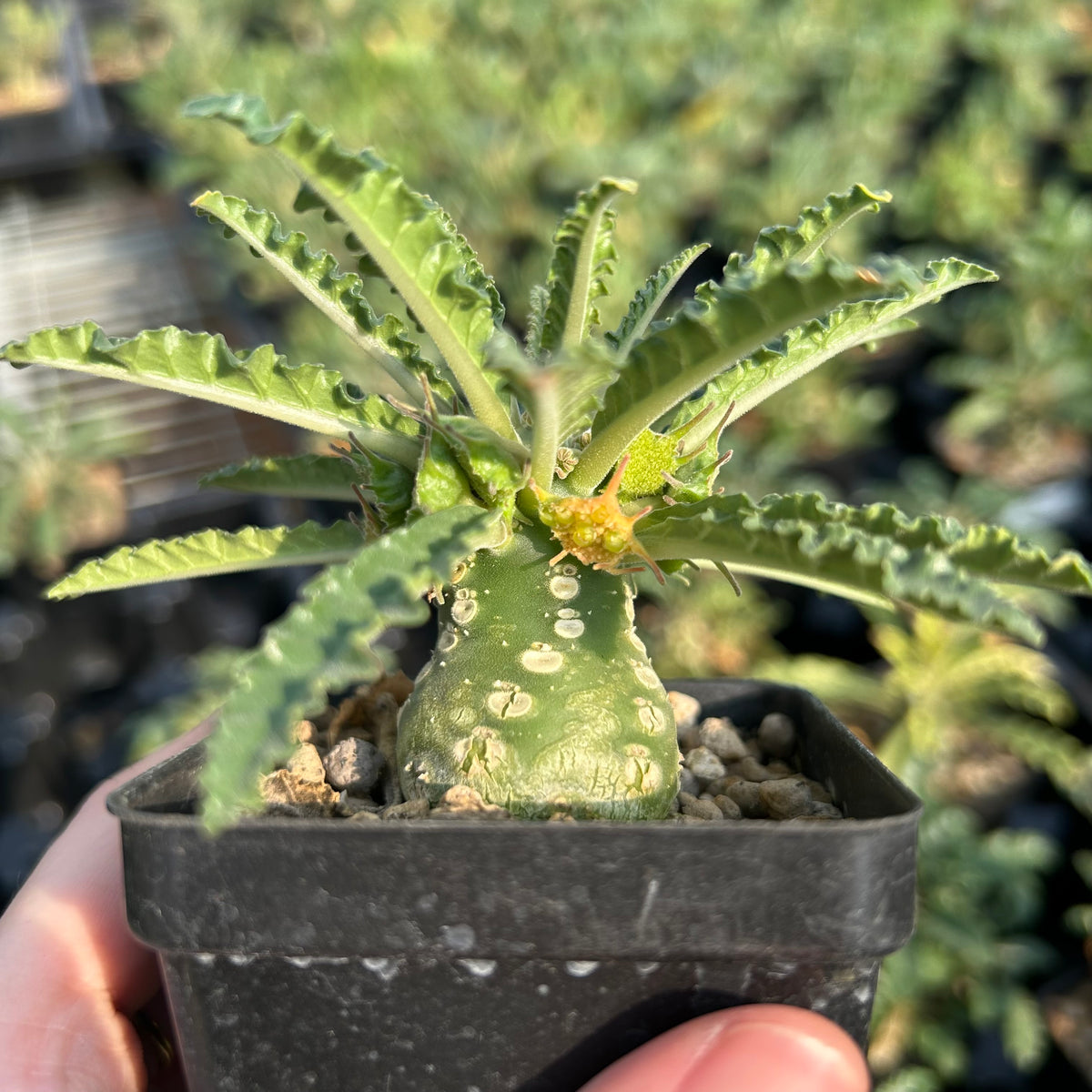 Dorstenia lavrani-Dorstenia-H3-5cm-image-3