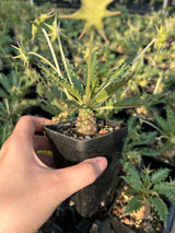 Dorstenia sp.nov-Dorstenia-H3-4cm-image-10
