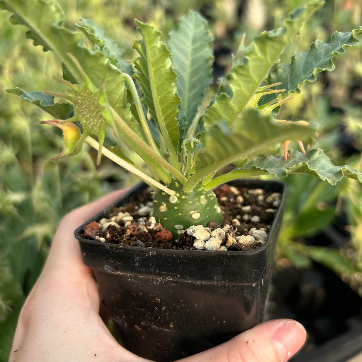 Dorstenia sp.nov-Dorstenia-H3-4cm-image-8