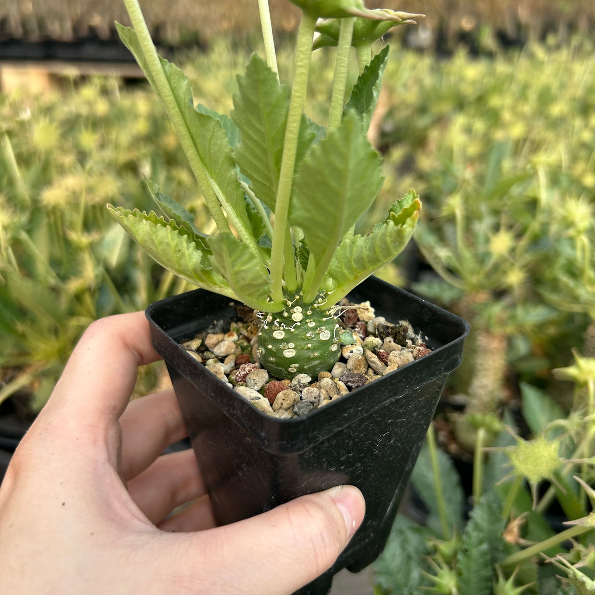 Dorstenia sp.nov-Dorstenia-H3-4cm-image-9