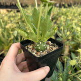 Dorstenia sp.nov-Dorstenia-H3-4cm-image-9