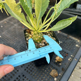 Dorstenia sp.nov-Dorstenia-H3-4cm-image-11