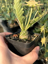 Dorstenia sp.nov-Dorstenia-H3-4cm-image-3
