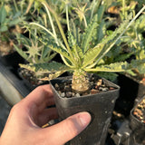 Dorstenia sp.nov-Dorstenia-H3-4cm-image-5