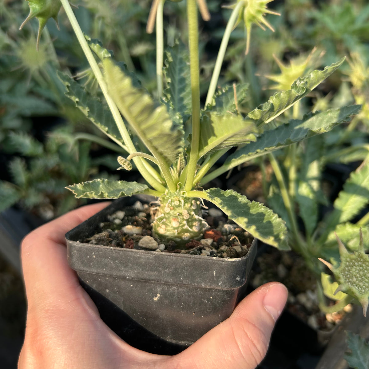 Dorstenia sp.nov-Dorstenia-H3-4cm-image-2