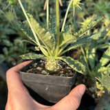 Dorstenia sp.nov-Dorstenia-H3-4cm-image-2