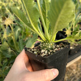 Dorstenia sp.nov-Dorstenia-H3-4cm-image-7