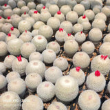Epithelantha micromeris - BotanicalCollector