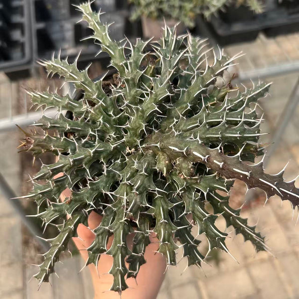 Euphorbia sp. nov. aff. Uhligiana-Euphorbia-W8-10cm-image-3