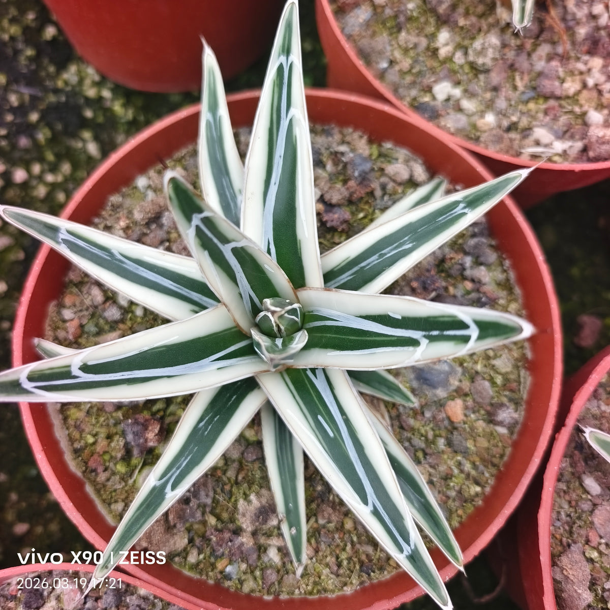 Agave victoriae-reginae 'White Rhino' - BotanicalCollector