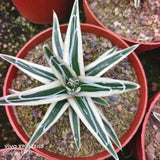 Agave victoriae-reginae 'White Rhino' - BotanicalCollector
