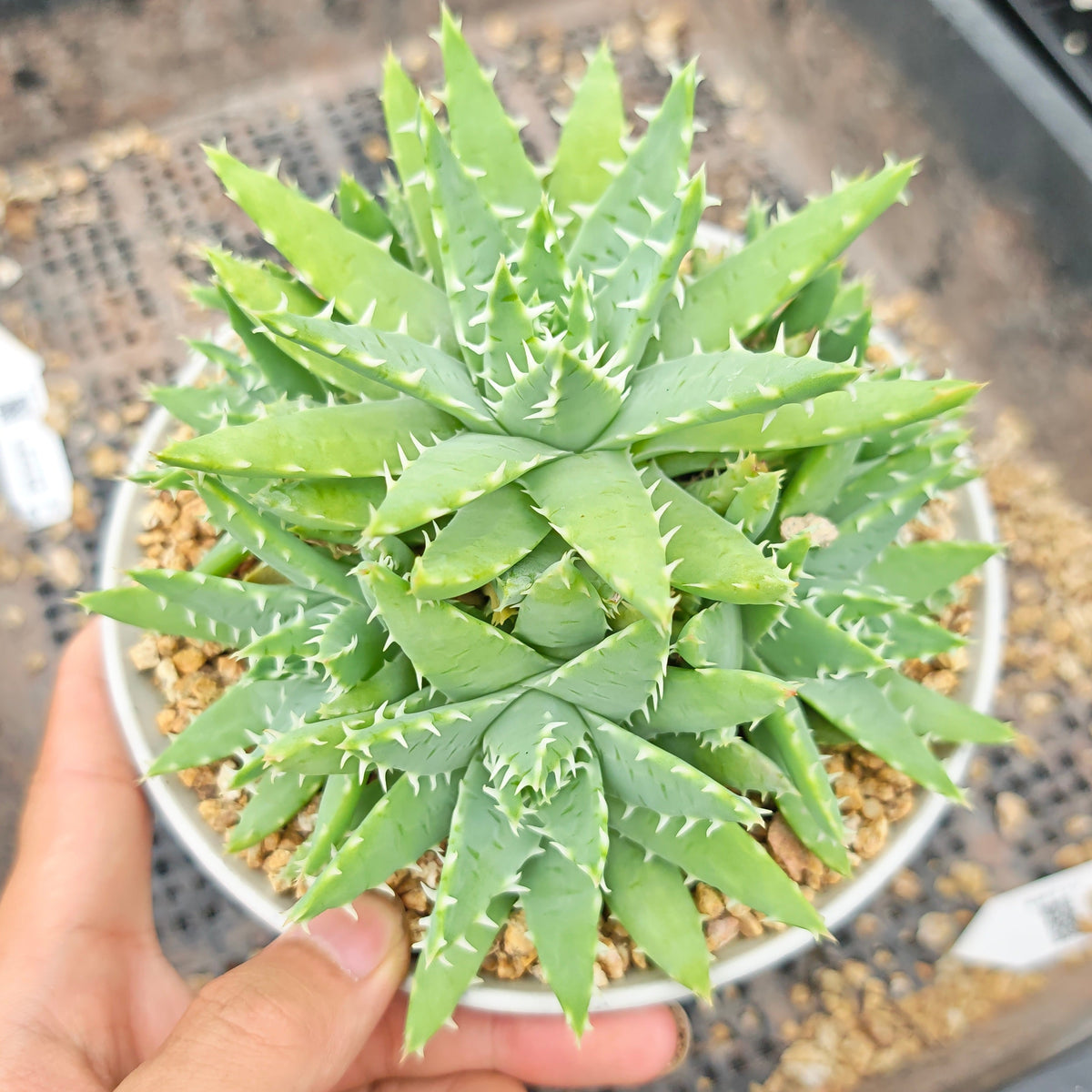 Aloe brevifolia