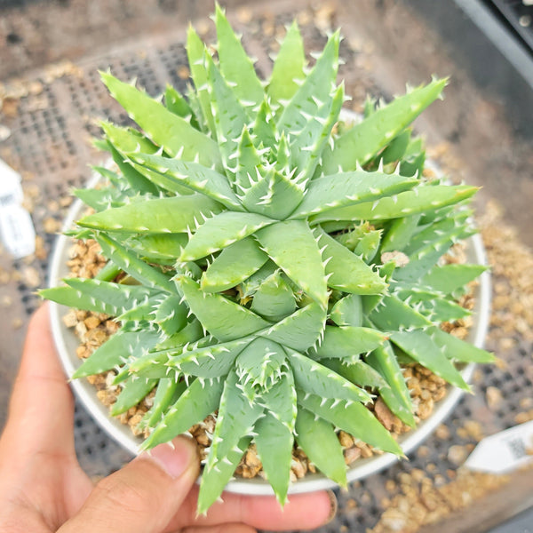 Aloe brevifolia