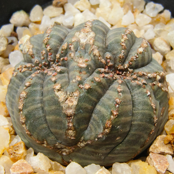 Euphorbia obesa