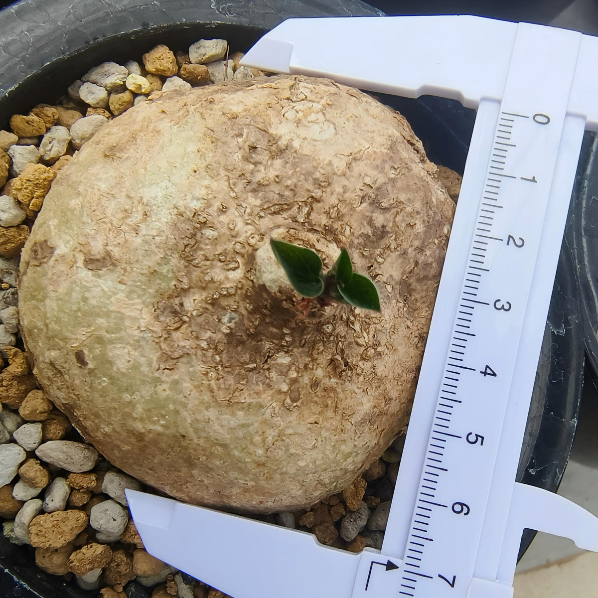 Adenia ovata