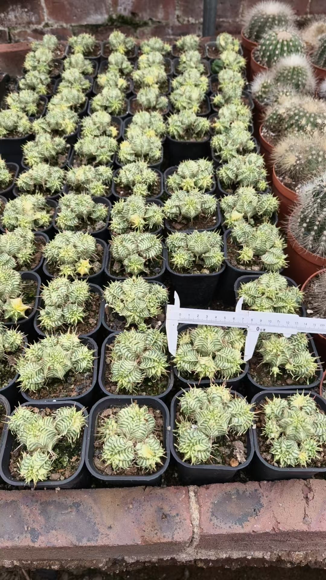 Euphorbia pulvinata 'Variegata' ｜Euphorbia meloformis 'Variegata'-Euphorbia-W4cm&W7.5cm-image-6