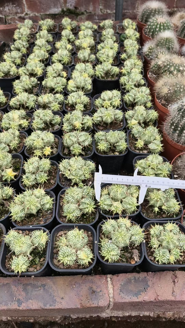 Euphorbia pulvinata 'Variegata' ｜Euphorbia meloformis 'Variegata'-Euphorbia-W4cm&W7.5cm-image-6