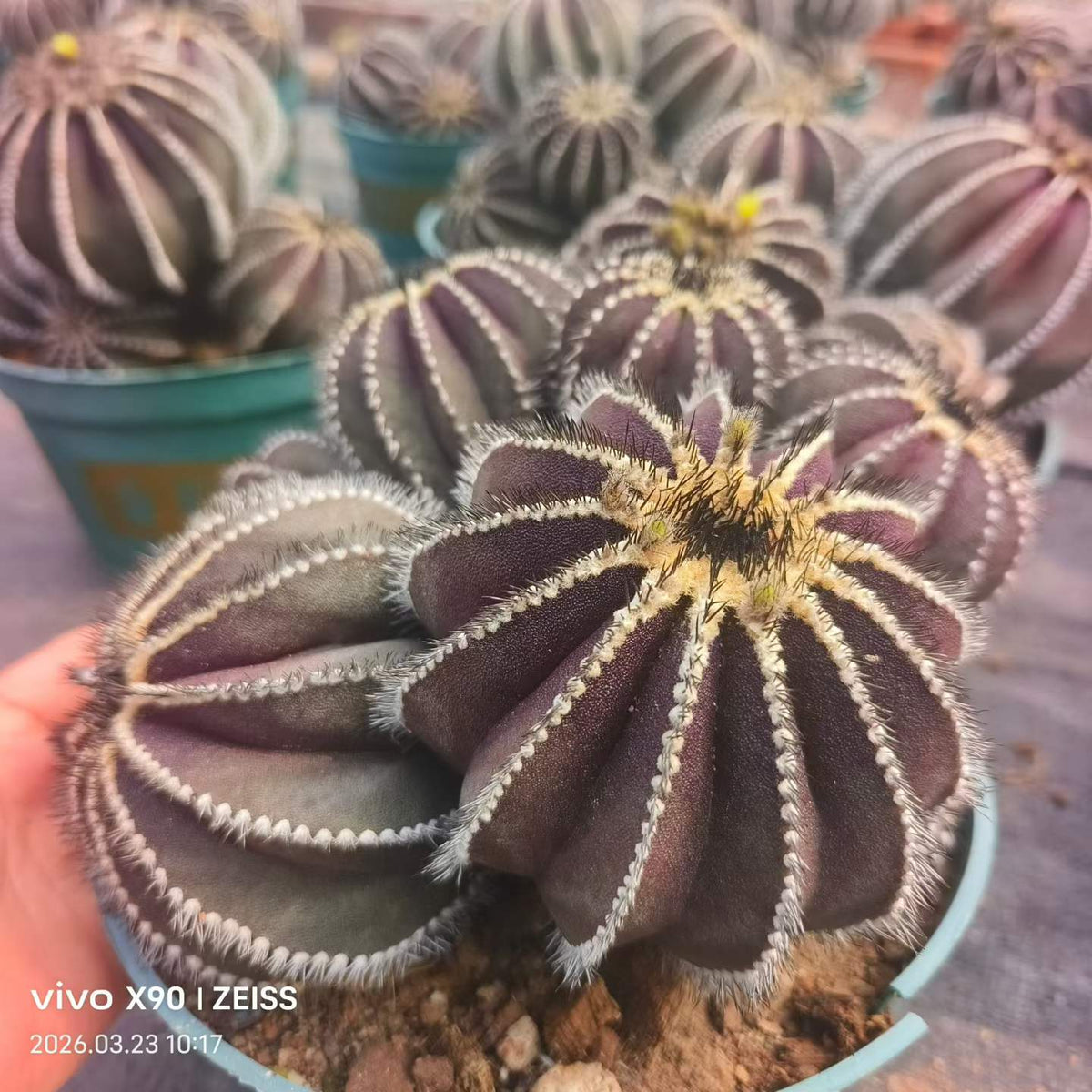 Uebelmannia pectinifera - BotanicalCollector